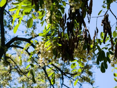 Beyaz akasya Robinia psödoacia 'nın güzel beyaz çiçekleri mavi gökyüzü arkaplanına karşı.