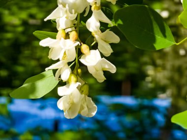 Vahşi doğada ilkbaharda açmakta olan beyaz akasya Robinia psödoacia 'nın yakın çekimi.