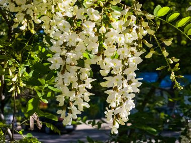 Açan beyaz akasya Robinia psödoacia ilkbaharda vahşi doğada.