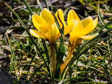 Bahar konsepti Sarı çiçek çiçeği, yakın plan. Baharın başlarında parkta.