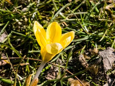 Bahar konsepti Sarı çiçek çiçeği, yakın plan. Parkta ilkbahar başı.