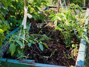 Genç çiçek açan domates bitkileri destek için demir kazıklarla yataklarında büyüyorlar..