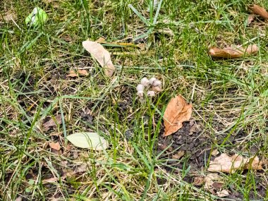 Coprinellus yaygın olarak Psathyrellaceae familyasından bir mantar türüdür (Psathyrellaceae)..