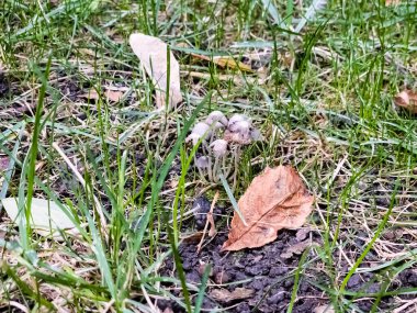 Coprinellus yayılımı (İngilizce: Coprinellus slaseminatus), Psathyrellaceae familyasından bir mantar türüdür..