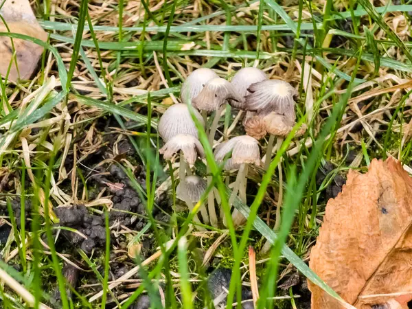 Coprinellus Yayılımı (İngilizce: Coprinellus slaseminatus), Psathyrellaceae familyasından bir mantar türüdür..