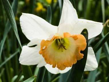 Narcissus 'un, narin taç yaprakları ve karmaşık yapısını gözler önüne seren canlı sarı bir merkezi olan güzel beyaz çiçeğin detaylı bir görüntüsü.