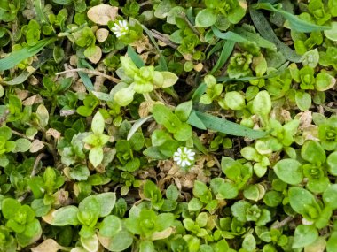 Yapışkan civciv, Cerastium glomeratum, çayırlarda yetişiyor..