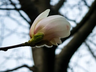 Mokyeon ya da Kobus Magnolia Kobus DC 'nin beyaz çiçeklerinden birine yakın çekim. - Var. Borealis ilkbaharın başında.