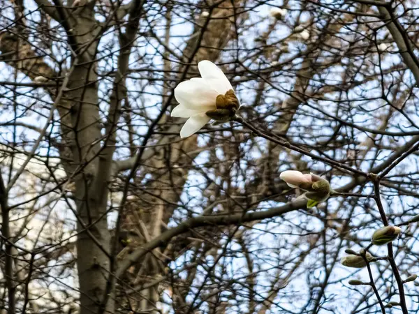 Mokyeon ya da Kobus Magnolia Kobus DC 'nin beyaz çiçeklerinden birine yakın çekim. - Var. Borealis ilkbaharın başında.