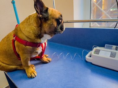 Patisinde kateter olan bir köpek veteriner kliniğinde ameliyat masasında duruyor. Fransız bulldog tedavi görüyor..