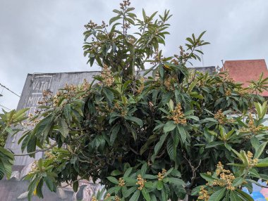 Cordoba, Arjantin - 03.26.2025: Eriobotrya japonica şehir manzarası tasarımı. Küçük yeşil ağaç ya da Rosaceae ailesinin alt familyasından elma.