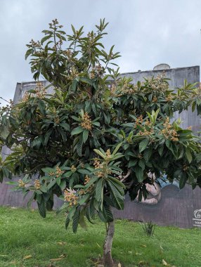 Cordoba, Arjantin - 03.26.2025: Eriobotrya japonica in the city scape design. Küçük yeşil bir ağaç ya da Rosaceae ailesinin alt familyasından bir çalı.