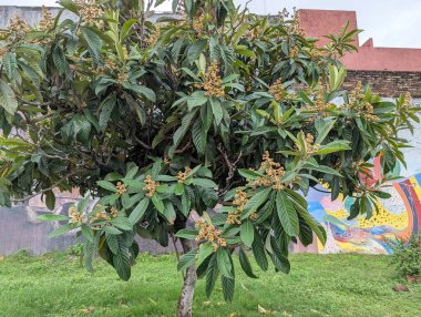 Cordoba, Arjantin - 03.26.2025: Eriobotrya japonica şehir manzarası tasarımı. Küçük yeşil bir ağaç ya da Rosaceae ailesinin alt familyasından bir çalı.