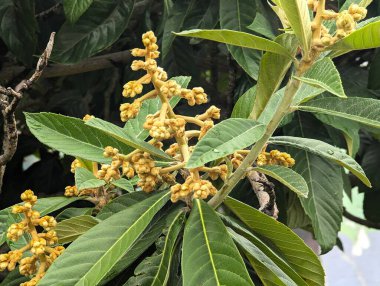 Eriobotrya japonica 'nın dallarına yakın çekim. Rosaceae ailesinin Malaceae alt familyasından küçük bir çalı..