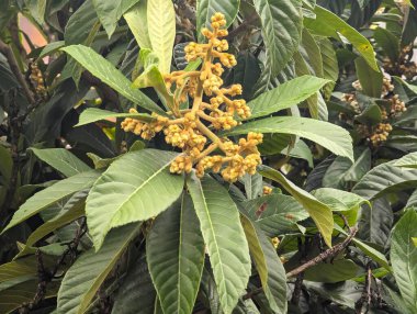 Eriobotrya japonica 'nın dallarına yakın çekim. Rosaceae ailesinin Malaceae alt familyasından küçük bir çalı..