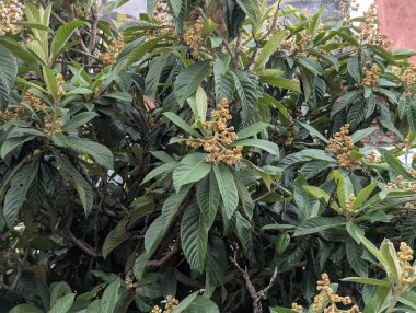 Eriobotrya japonica 'nın dallarına yakın çekim. Küçük yeşil bir ağaç ya da Rosaceae ailesinin alt familyasından bir çalı..