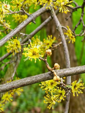 Cornus mas Dogwood dalda çiçek açar. Parlak sarı çiçekler, bahar çiçekleri, botanik detayları, doğal arka plan..