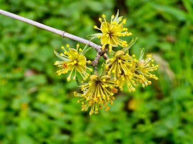 Cornus mas dogwood bir dalda çiçek açar. Parlak sarı çiçekler, bahar çiçekleri, botanik detayları, doğal arka plan..