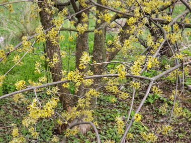 Çiçekli çalı çalısı Cornus mas baharın başlarında çiçek açtı..