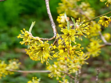 Cornus mas Dogwood 'un bir dalda çiçek açması. Parlak sarı çiçekler, bahar çiçekleri, botanik ayrıntıları.