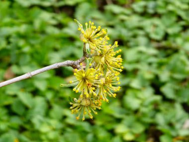 Cornelian kirazı Cornus mas dalda çiçek açar. Parlak sarı çiçekler, bahar çiçekleri, botanik detayları, doğal arka plan..
