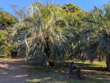 Arjantin 'in Cordoba şehrinin botanik bahçesinde. Şehir sakinlerinin dinlenmek için favori mekanı..