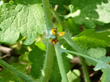 Celandine Meyve Suyu. Büyük Celandine yapraklarının filizleri, Büyük Celandine olarak da bilinir..