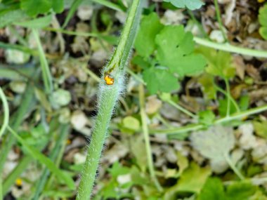 Celandine Meyve Suyu. Büyük Celandine yapraklarının filizleri, aynı zamanda Büyük Celandine olarak da bilinir. Bitkisel tedavi konsepti.