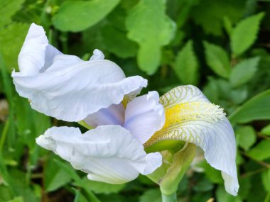 Iris Germanica 'nın sakallı iris çiçeğinin yakın çekimi. Bahçede büyüyen sarı erkek çiçekleri olan beyaz ve mor süsen çiçekleri..