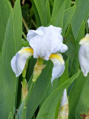 Iris Germanica 'nın sakallı iris çiçeğinin yakın çekimi. Bahçede yetişen sarı puantiyeli beyaz ve mor zambaklar..