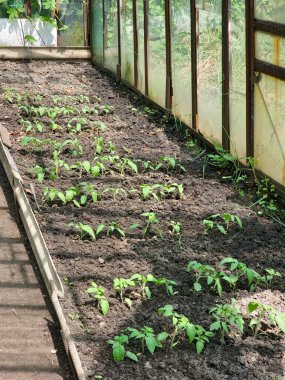Serada domates fideleri yetiştiriyor. İlkbaharda serada çiçekler açarken taze yeşil yaprakların görünümü