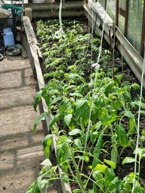 Serada domates fideleri yetiştiriyor. İlkbaharda serada çiçekler açarken taze yeşil yaprakların görünümü