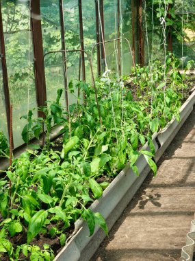 Serada domates fideleri yetiştiriyor. İlkbaharda serada çiçekler açarken taze yeşil yaprakların görünümü