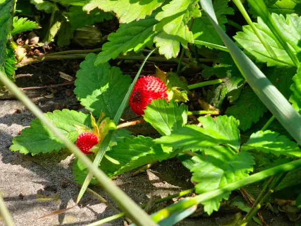 Bahçedeki yabani çilekler. Kızıl orman çileği hasat etmeye hazır..