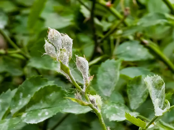 Tozlu küf, bitki hastalığı, etkilenmiş gül tomurcukları..