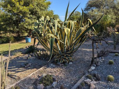 Agave americana var. Arjantin 'in Cordoba Botanik Bahçesi' ndeki küçük taşlar arasında marjinata.