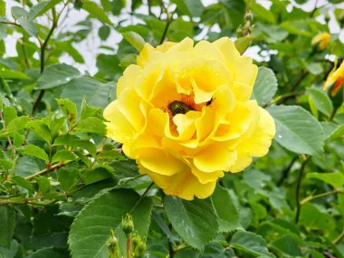 Tırmanan sarı çiçekli Altın Duş Haziran ayında bahçede çiçek açar. Çiçeğin ortasındaki bronz böcek, erkeklik organlarını yer..