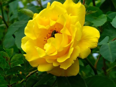 Tırmanan sarı çiçekli Altın Duş Haziran ayında bahçede çiçek açar. Çiçeğin ortasındaki bronz böcek, erkeklik organlarını yer..