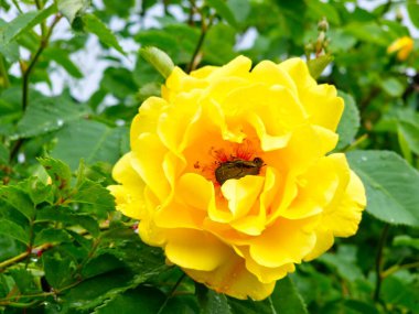 Haziran ayında bahçede büyük sarı çiçeklerle birlikte altın yağmurlara tırmanan çiçekler açar. Çiçeğin ortasındaki bronz böcek, erkeklik organlarını yer..