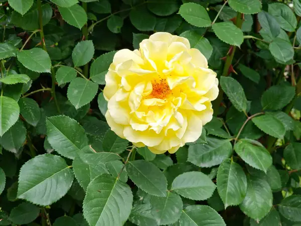 Tırmanan altın yağmurlar ve büyük sarı çiçekler Haziran 'da bahçede açar..