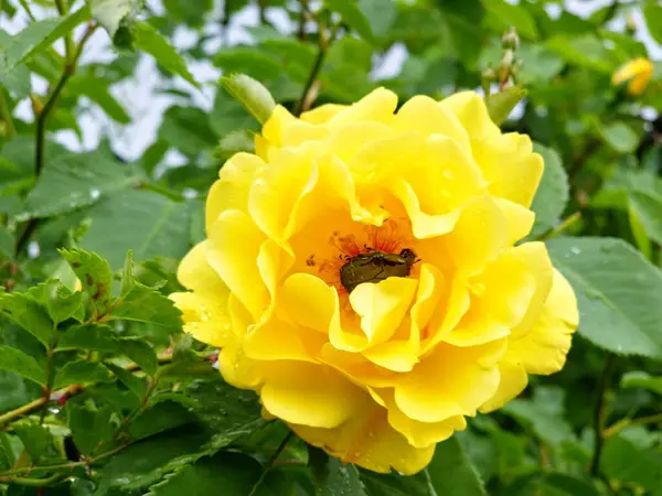 Haziran ayında bahçede büyük sarı çiçeklerle birlikte altın yağmurlara tırmanan çiçekler açar. Çiçeğin ortasındaki bronz böcek, erkeklik organlarını yer..