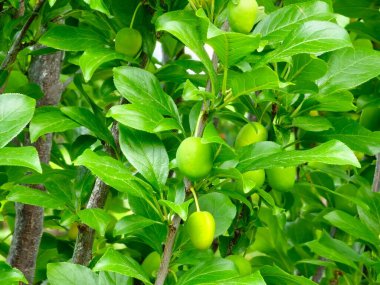 Ağaçta yeşil erikler. Taze yeşil erikler ağaç dalında yetişiyor. Meyveler ve yemyeşil yapraklar..