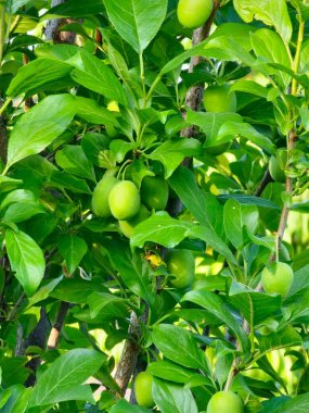 Ağaçta yeşil erikler. Ağaç dalında büyüyen taze yeşil erikler. Meyveler ve yemyeşil yapraklar..