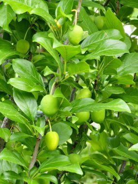 Ağaçtaki yeşil erikler. Taze yeşil erikler ağaç dalında yetişiyor. Meyveler ve yemyeşil yapraklar..