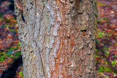 Katalpa ağacının kabuğunun ayrıntıları - Latince adı - Catalpa bignonioides.