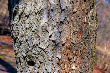 Katalpa ağacının kabuğunun ayrıntıları - Latince adı - Catalpa bignonioides.