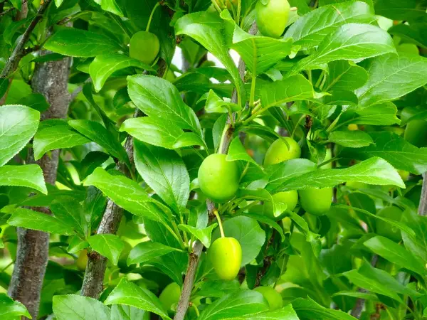 Ağaçta yeşil erikler. Taze yeşil erikler ağaç dalında yetişiyor. Meyveler ve yemyeşil yapraklar..