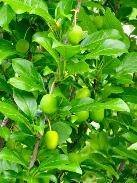 Ağaçtaki yeşil erikler. Taze yeşil erikler ağaç dalında yetişiyor. Meyveler ve yemyeşil yapraklar..