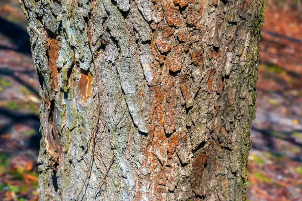 Katalpa ağacının kabuğunun ayrıntıları - Latince adı - Catalpa bignonioides.