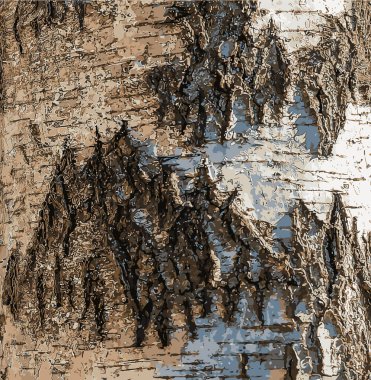 Birch kabuk dokusunun vektör çizimi. Ağaç kabuğunun dokusu. Birch kabuk arka planı. Betula pendula.